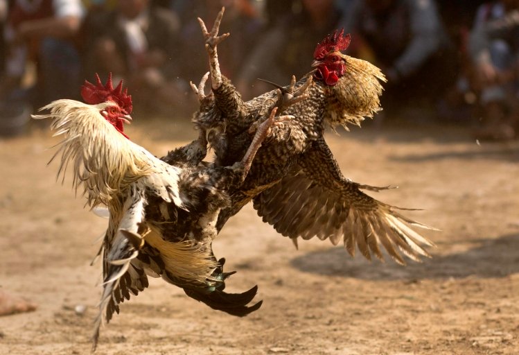 ทีเด็ดไก่ชนใต้